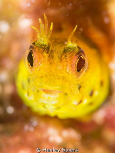 Blenny missing a few cirri by Henley Spiers 